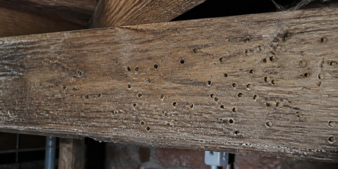 Traces d’insectes du bois