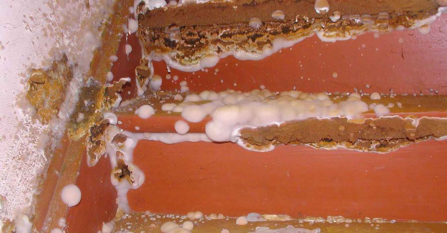 Champignons sur mur peint