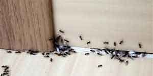 Éloignement fourmis