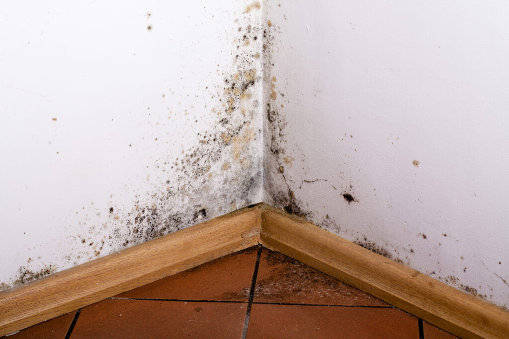 Moisissures dans un angle de mur au niveau de la plinthe