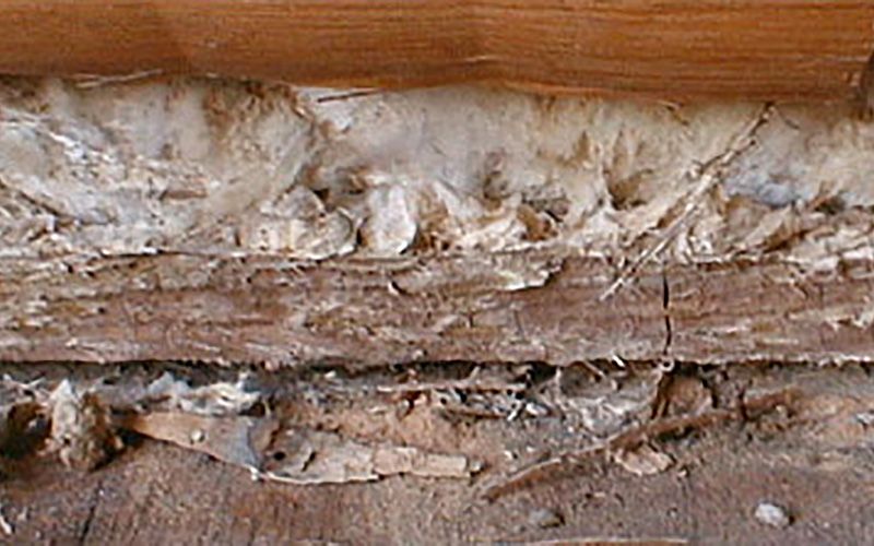 Mycélium de mérule sur bois