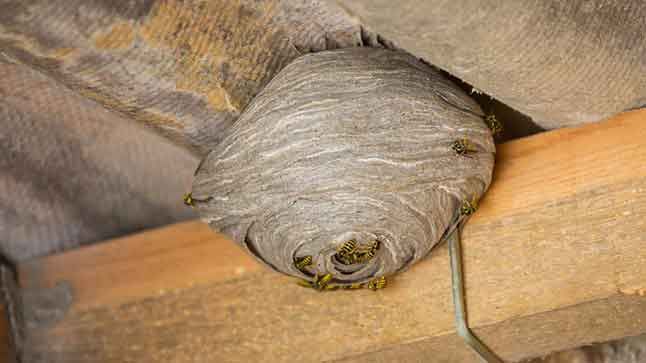 Éloignement des insectes