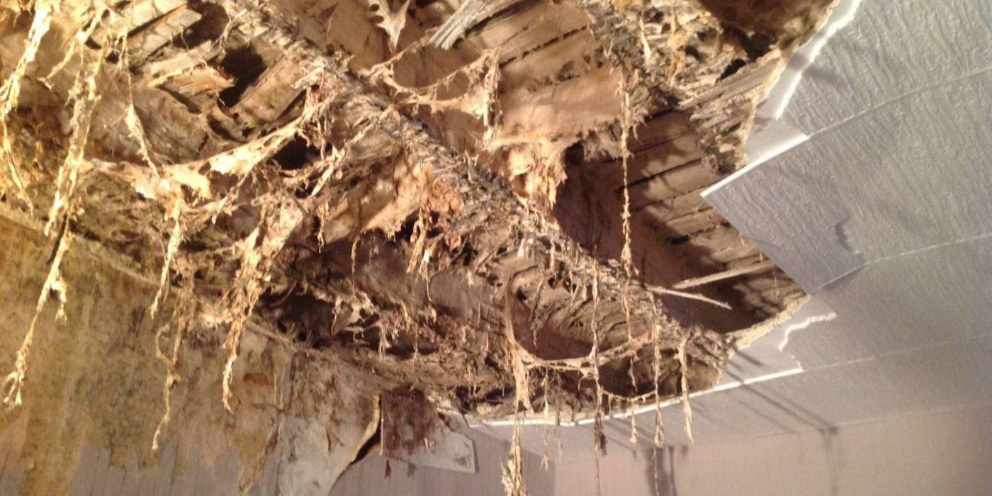 Plafond ravagé par la mérule