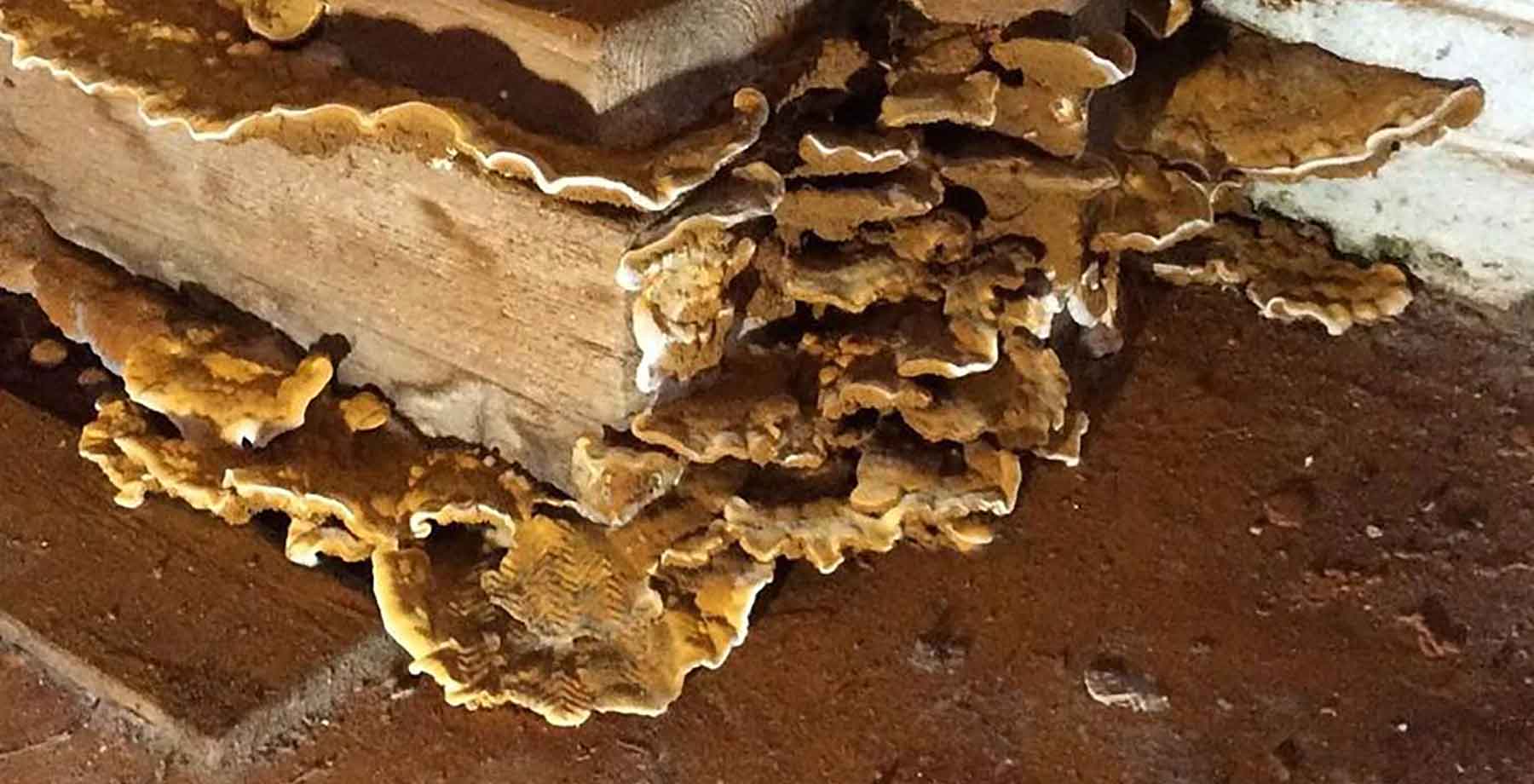 Mérule développée sur poutre en bois
